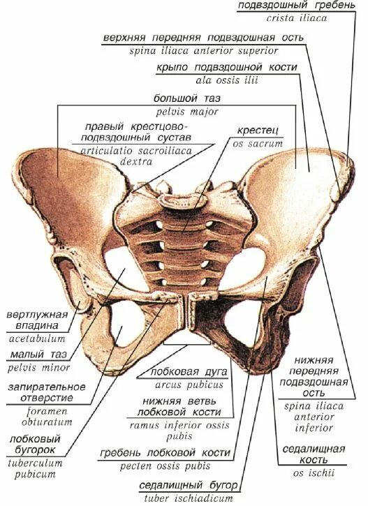 Подвздошный гребень тазовой кости где находится фото Анатомия суставов нижних конечностей человека: лобковый симбиоз и строение таза 
