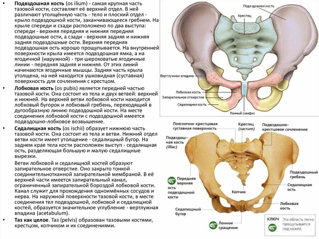 Подвздошный гребень тазовой кости где находится фото Подвздошный гребень где находится: найдено 90 изображений