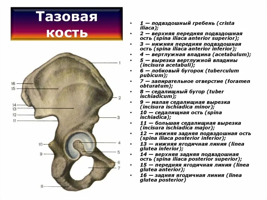 Подвздошный гребень тазовой кости где находится фото Картинки ПОДВЗДОШНАЯ КОСТЬ ОТНОСИТСЯ К КОСТЯМ