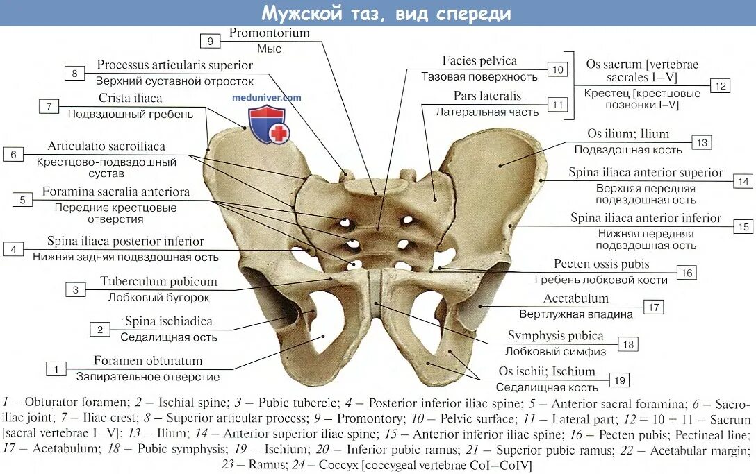 Подвздошный гребень тазовой кости где находится фото Анатомия: Таз как целое, его размеры