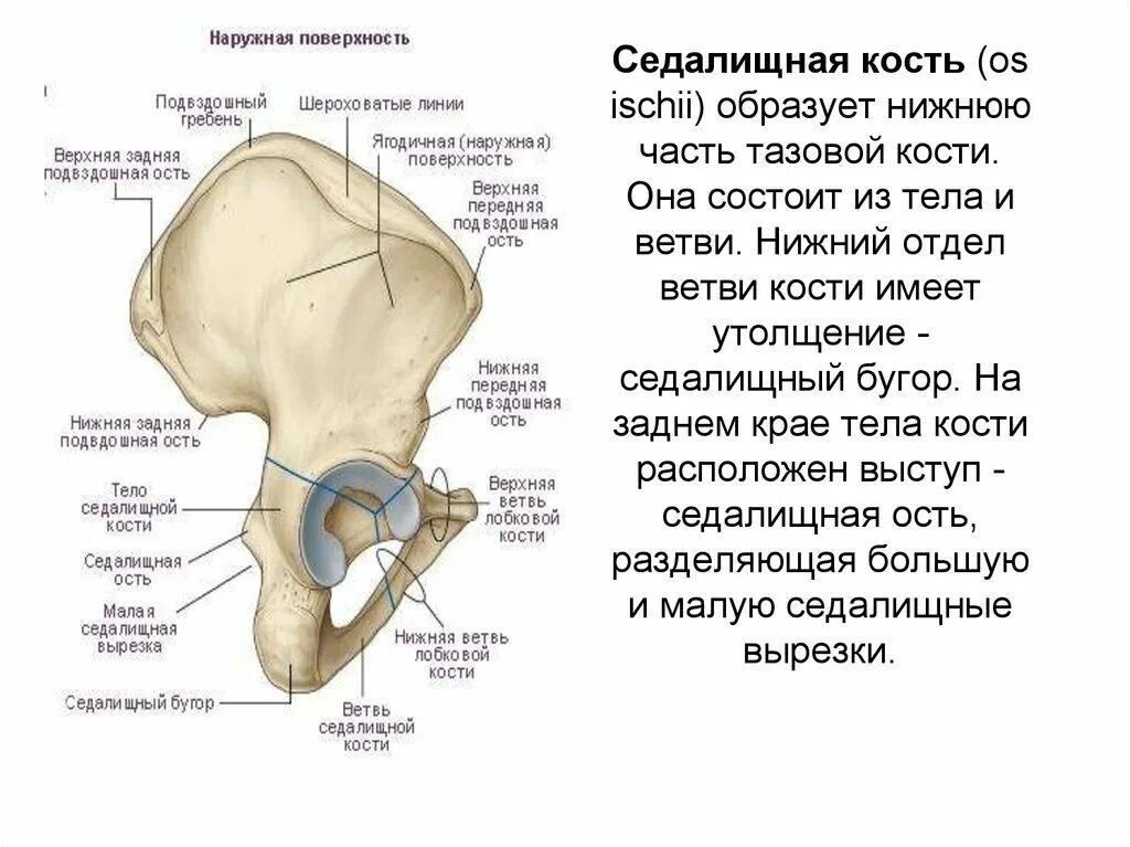 Подвздошный гребень тазовой кости где находится фото Таз состоит из костей