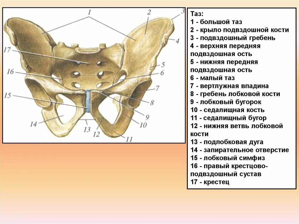 Подвздошный гребень тазовой кости где находится фото Картинки ОТДЕЛЫ КОСТЕЙ ТАЗА