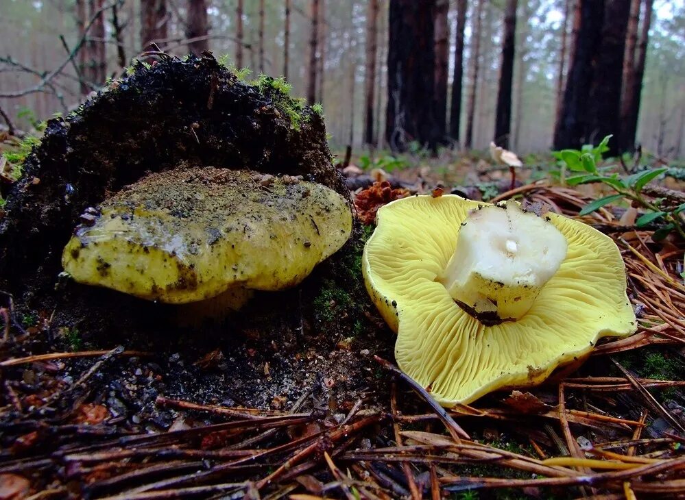 Подзеленка гриб фото и описание как выглядит Зеленушка Tricholoma flavovirens (РЯДОВКА ЗЕЛЕНАЯ, ЗЕЛЕНКА) вкусный съедобный гр