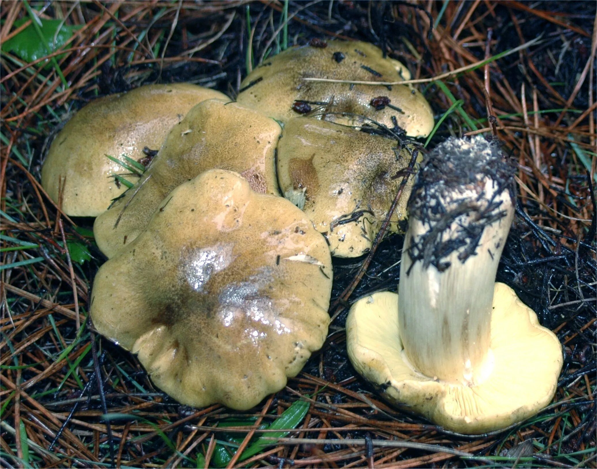 Подзеленки фото и описание грибы зеленки Песочник зелёный (Tricholoma equestre) фото и описание