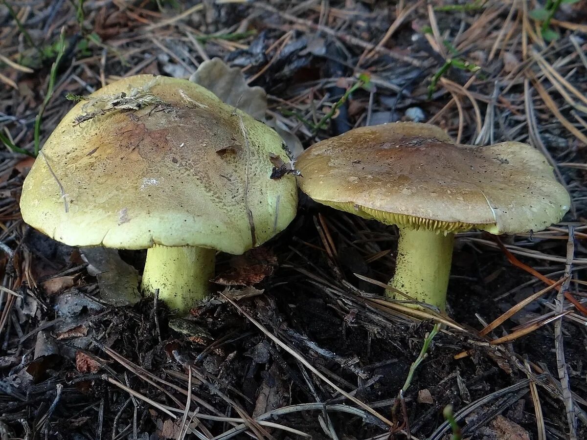 Подзеленки фото и описание грибы зеленки Файл:Tricholoma equestre G7.jpg - Википедия