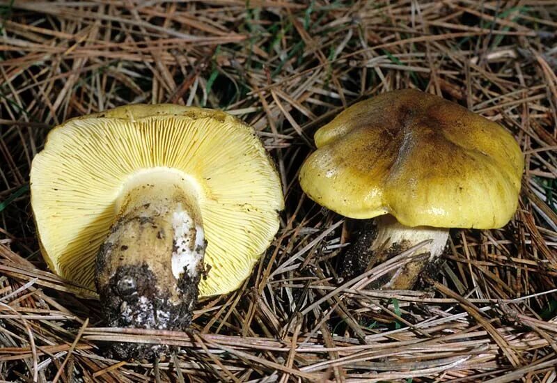 Подзеленки фото и описание грибы зеленки California Fungi: Tricholoma equestre Stuffed mushrooms, Edible mushrooms, Fungi