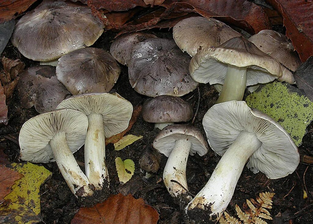 Подзеленки грибы фото Рядовка серая, или серый песочник (Tricholoma portentosum)