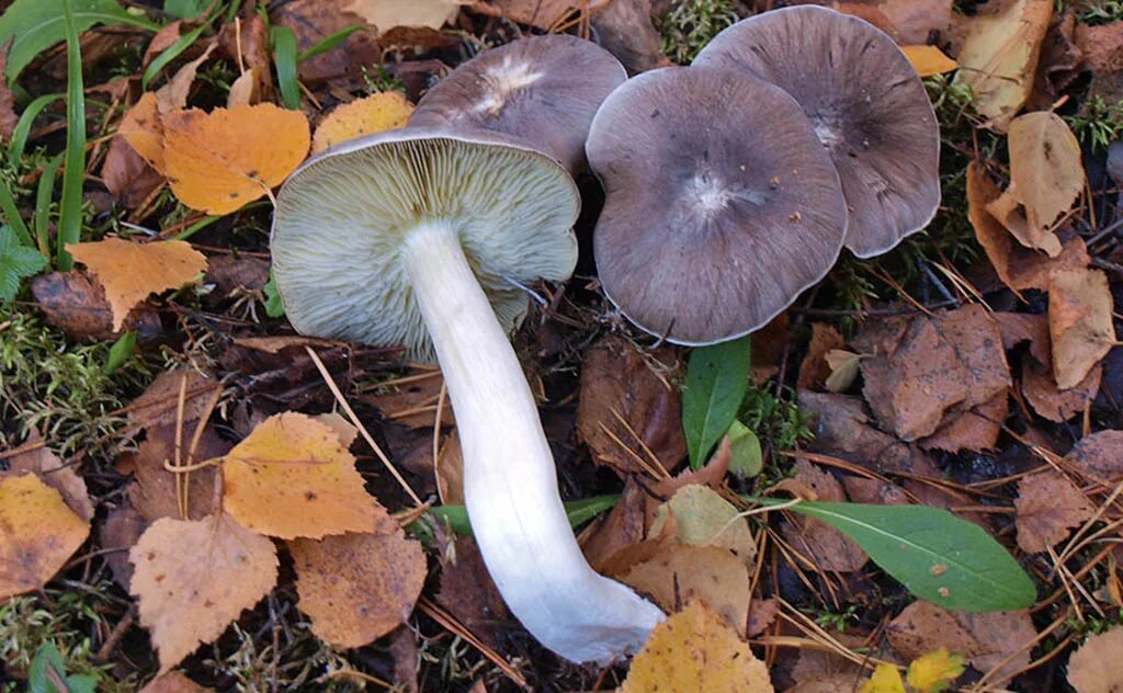 Подзеленки грибы фото и описание Рядовка серая, или серый песочник (Tricholoma portentosum)