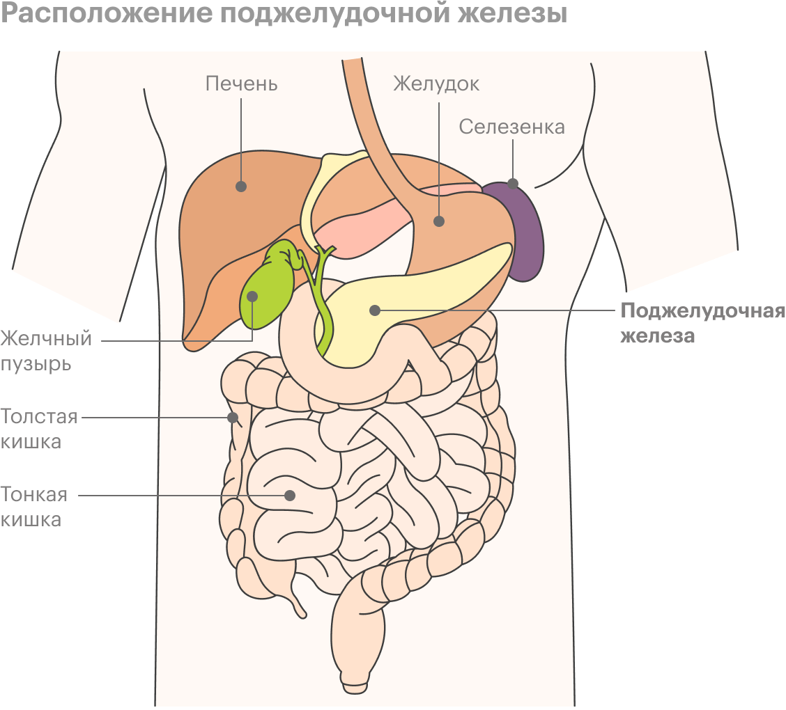 Поджелудочная схема расположения Панкреатит: что это за болезнь, симптомы, признаки, сколько стоит лечение, обост