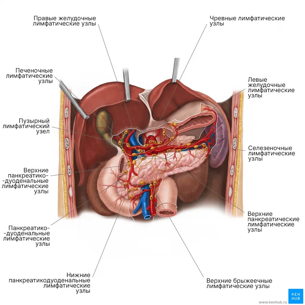 Поджелудочная схема расположения Поджелудочная железа - Kenhub
