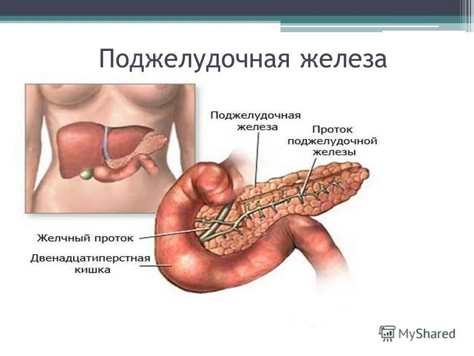 Поджелудочная схема расположения Поджелудочная в организме человека