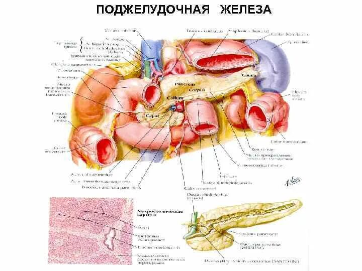 Поджелудочная схема расположения Расположение поджелудочной железы