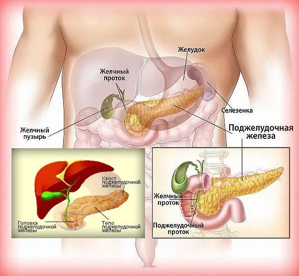 Поджелудочная схема расположения С какой стороны находится поджелудочная фото - найдено 87 картинок
