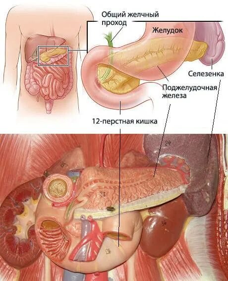 Поджелудочная схема расположения Поджелудочная железа симптомы где