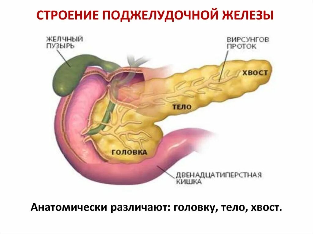 Поджелудочная схема расположения Картинки ЧТО РЕГУЛИРУЕТ ПОДЖЕЛУДОЧНАЯ ЖЕЛЕЗА