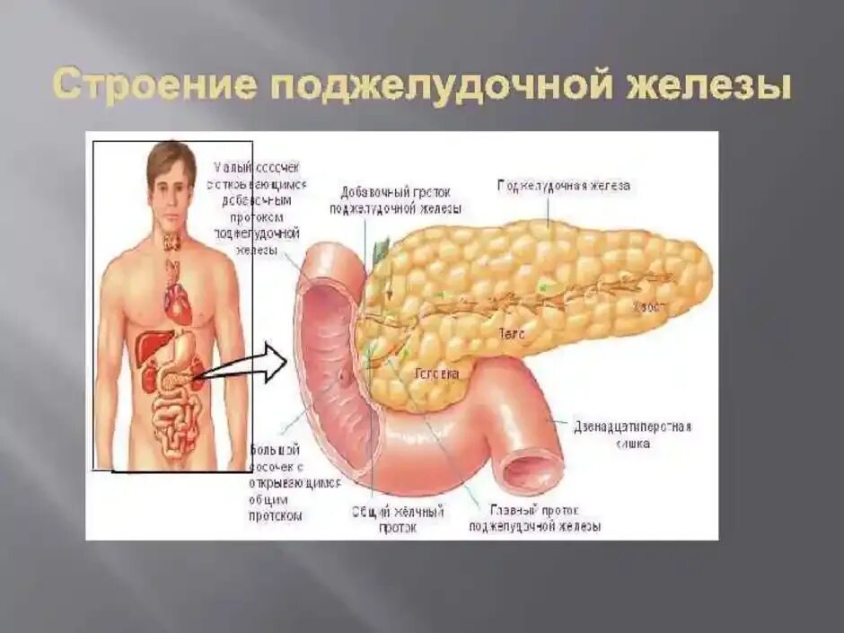 Поджелудочная схема расположения Картинки СКОЛЬКО ПОДЖЕЛУДОЧНЫХ ЖЕЛЕЗ У ЧЕЛОВЕКА