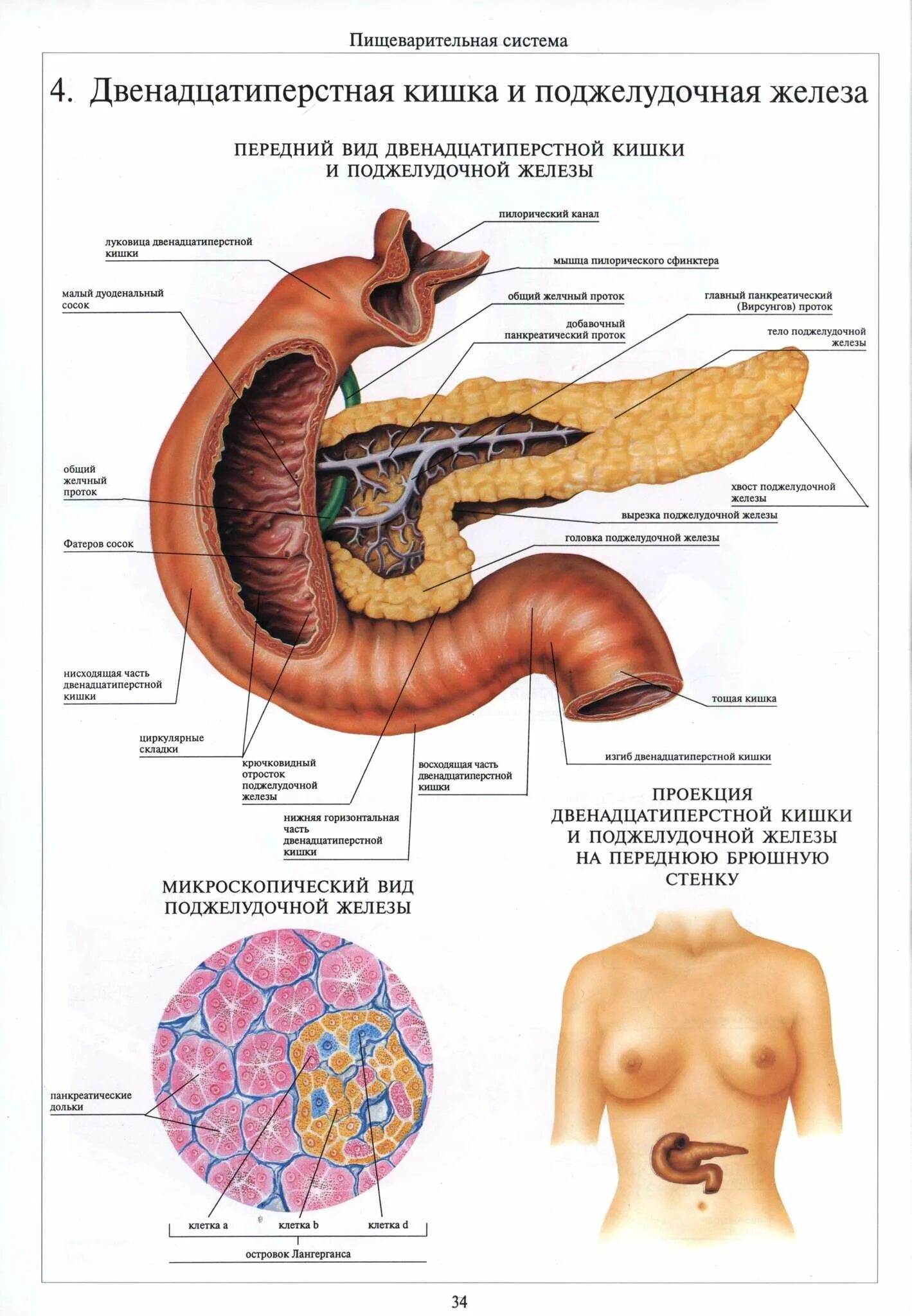 Поджелудочная схема расположения Показать где у человека поджелудочная железа: найдено 90 картинок