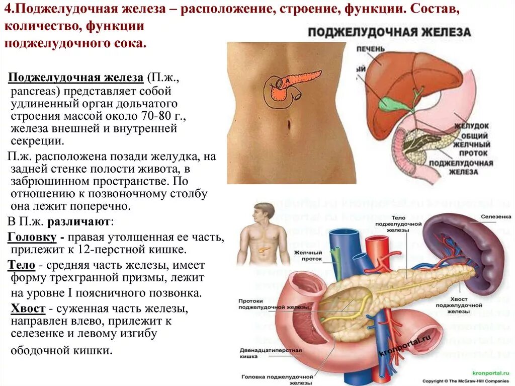 Поджелудочная схема расположения Анатомо-физиологические особенности пищеварительных желёз. Физиология пищеварени