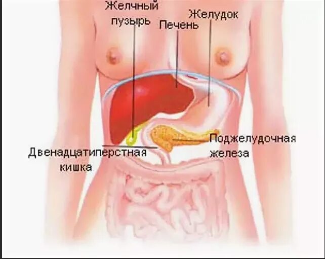 Поджелудочная схема расположения Как выглядит поджелудочная железа человека, фото?