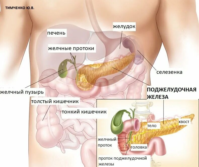 Поджелудочная схема расположения Инсулин. Для чего он нужен? Как работает? Врач-эндокринолог Тимченко Юлия Владим