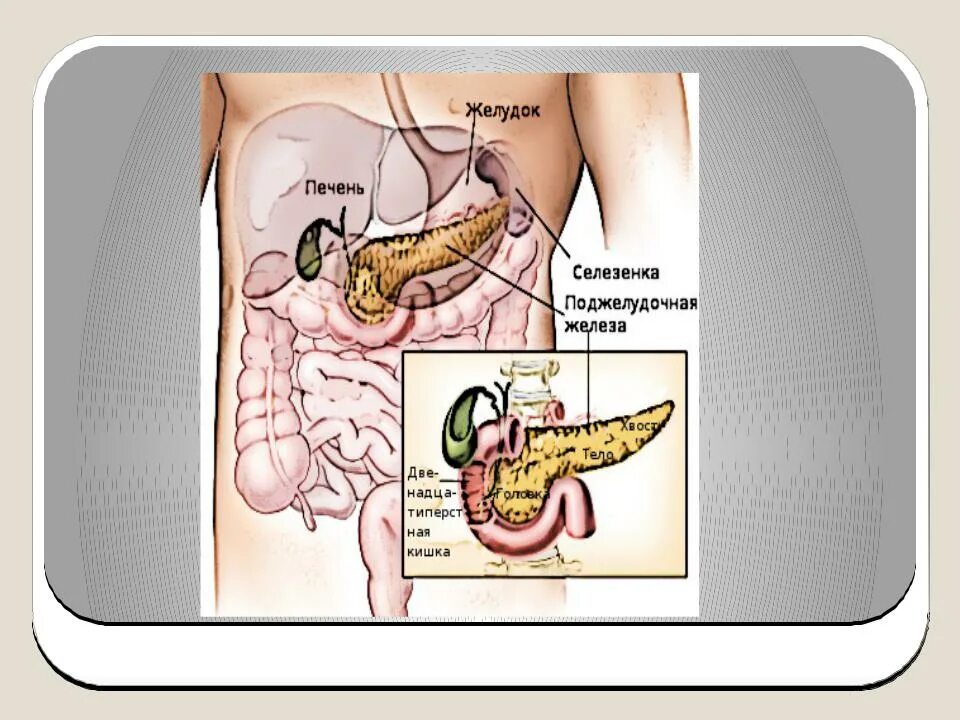 Поджелудочная схема расположения Картинки ПОДЖЕЛУДОЧНАЯ РИСУНОК ЖЕЛЕЗА ГДЕ