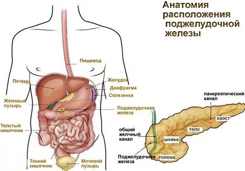 Поджелудочная схема расположения Поджелудочная железа