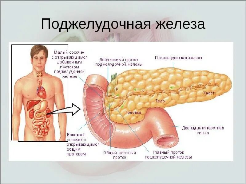 Поджелудочная схема расположения Острый панкреатит. Выбор срока хирургического вмешательства при остром