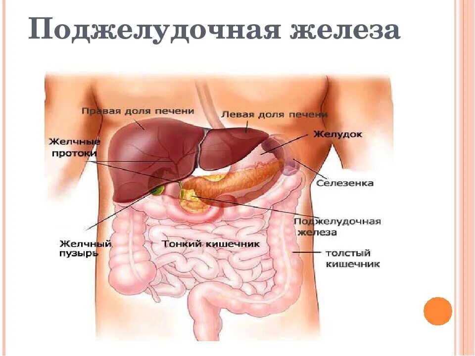 Поджелудочная схема расположения #Ферменты_поджелудочной_и_Хашимото Dr.Izabella Wentz, перевод Ирины Стасюк За го