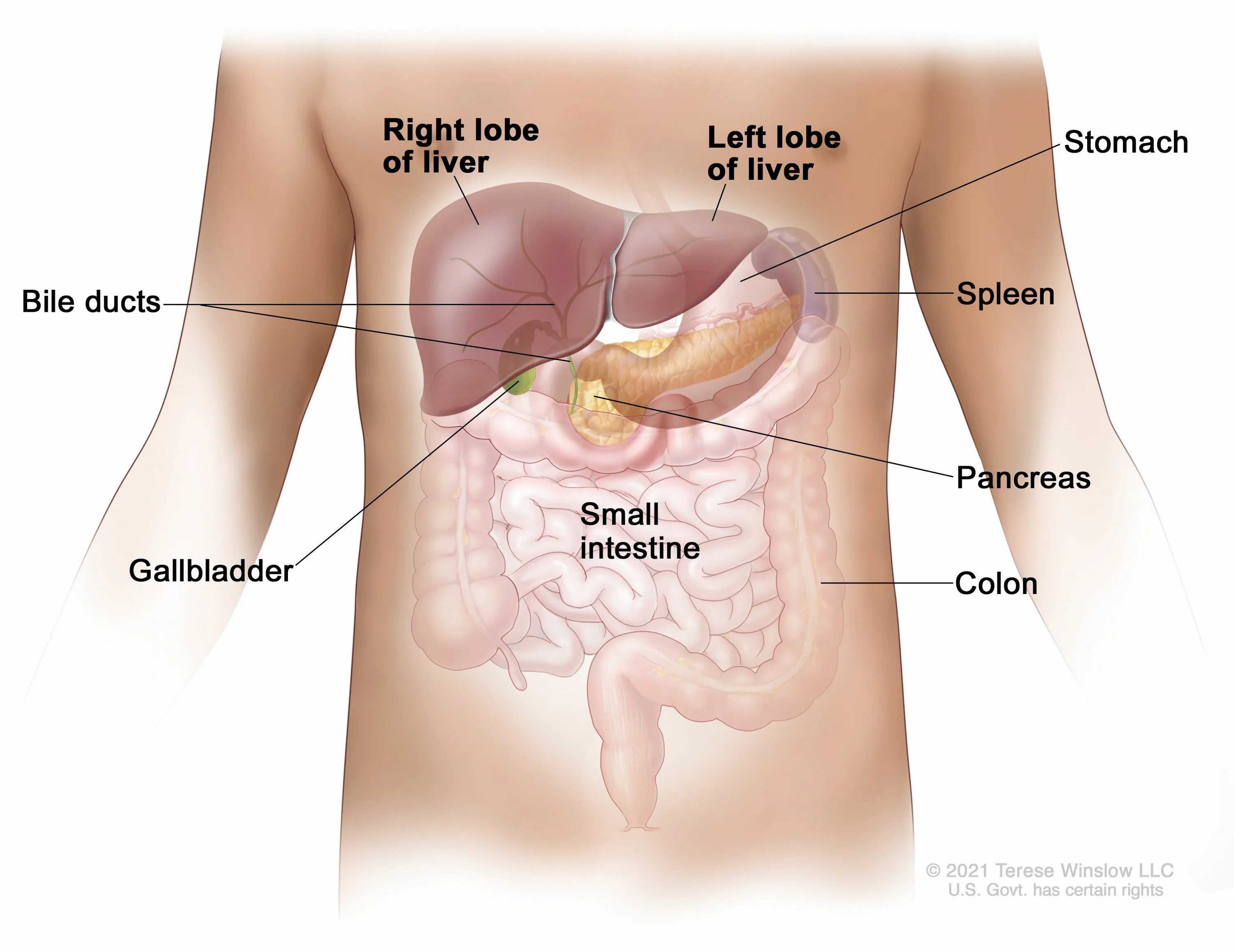 Поджелудочная схема расположения Childhood Undifferentiated Embryonal Sarcoma of the Liver - NCI