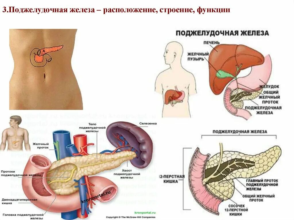 Поджелудочная железа где находится фото симптомы Картинки ОТКАЗАЛА ПОДЖЕЛУДОЧНАЯ