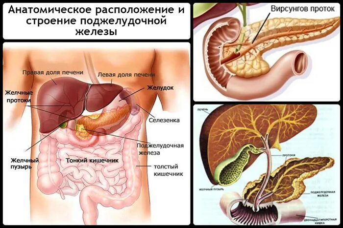 Поджелудочная железа где находится фото симптомы Воспаление поджелудочной железы Медафарм - Портал о пластической хирургии,медици