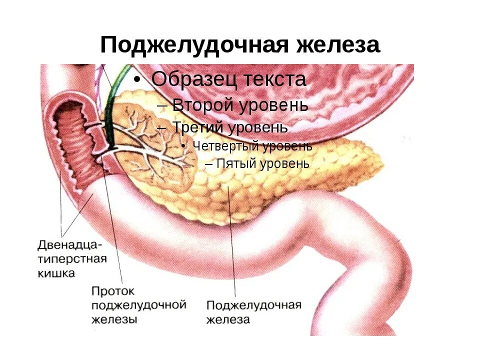 Поджелудочная железа где находится фото симптомы Картинки ПОДЖЕЛУДОЧНАЯ РИСУНОК ЖЕЛЕЗА ГДЕ