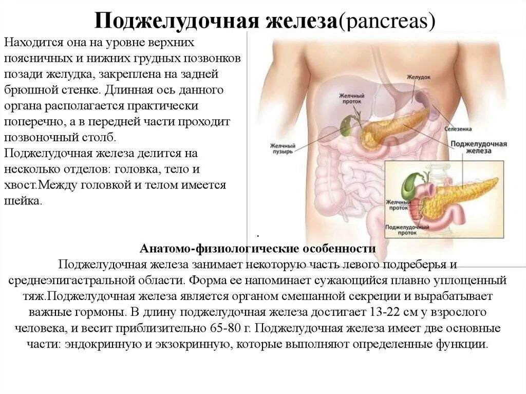 Поджелудочная железа где находится фото симптомы Где болит поджелудочная у женщин симптомы