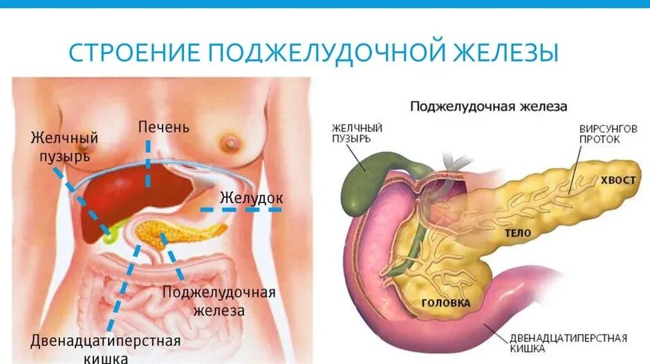 Поджелудочная железа где находится фото симптомы Поджелудка где находится