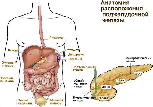 Поджелудочная железа где находится фото симптомы Особенности деформации и аномалий поджелудочной железы