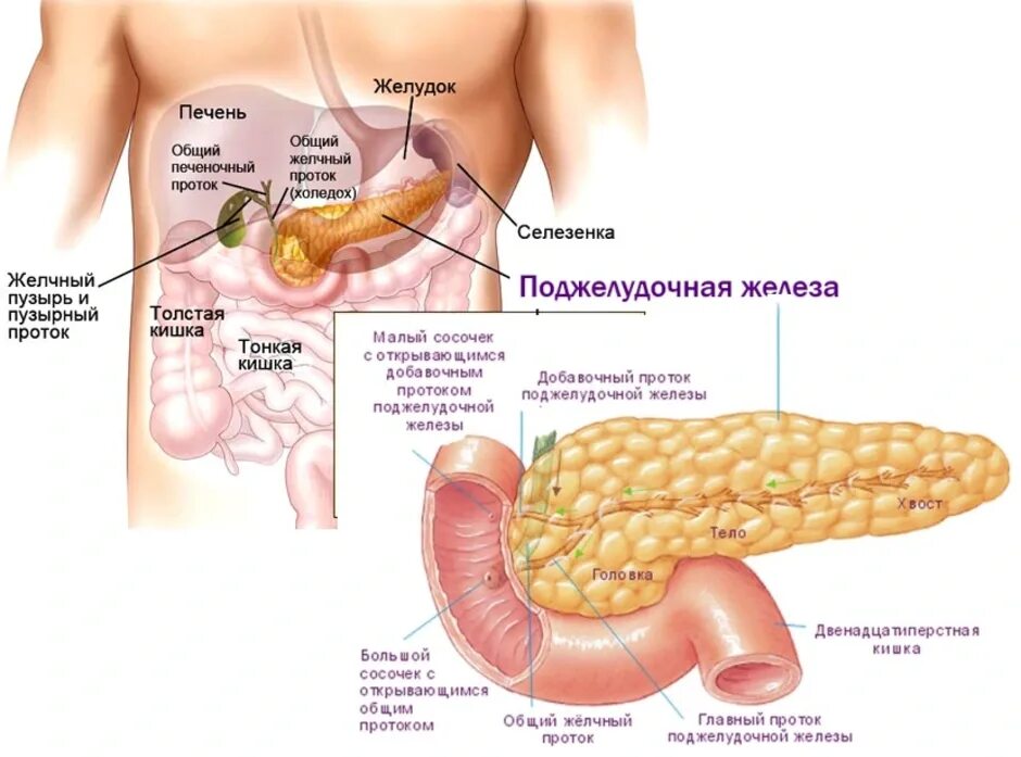 Поджелудочная железа где находится фото симптомы Поджелудочная железа находится справа или