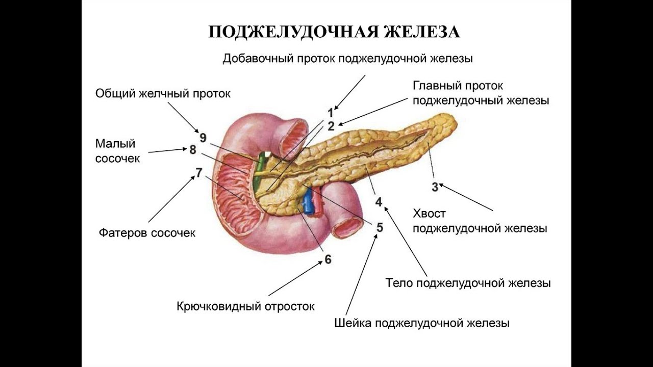 Поджелудочная железа где находится фото симптомы Диетология - 8. Роль желчи и поджелудочной железы в пищеварении. - YouTube