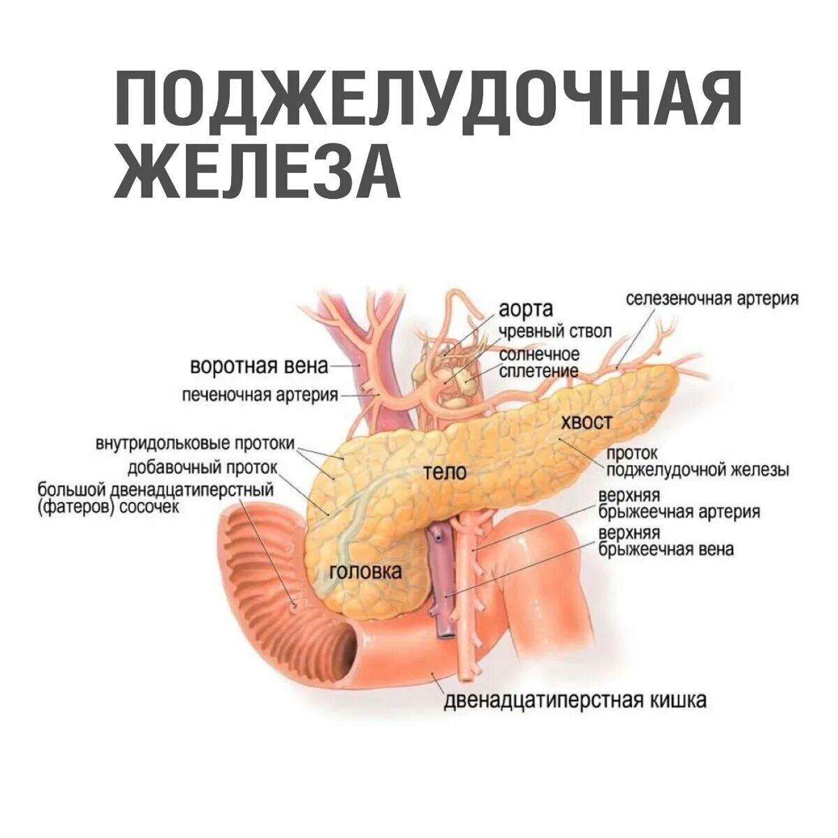 Поджелудочная железа где находится фото симптомы 3 запрета, которые нужно знать каждому для сохранения поджелудочной после 50 Вол