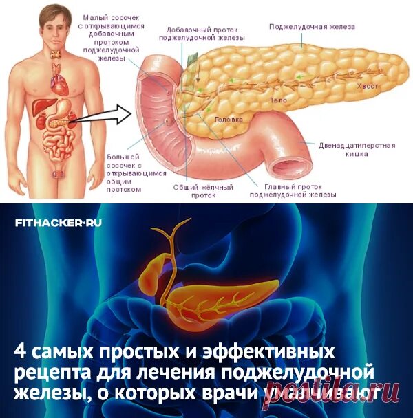 Поджелудочная железа где находится фото симптомы 4 самых простых и эффективных рецепта для лечения поджелудочной желез Здоровье П