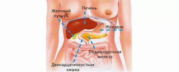 Поджелудочная железа где находится фото симптомы Где и как болит поджелудочная железа симптомы