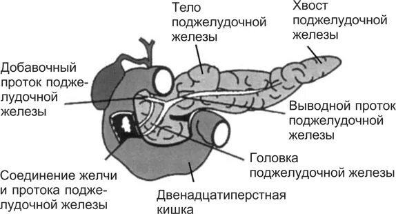 Поджелудочная железа схема расположения Хиатальная грыжа и изжога . Вода для здоровья