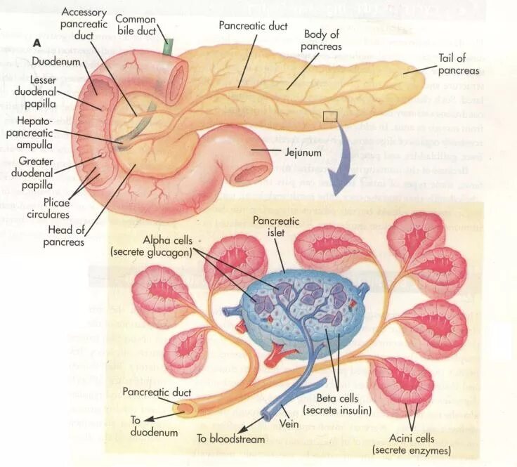 Поджелудочная железа схема расположения Презентация на тему: Патофизиология поджелудочной железы