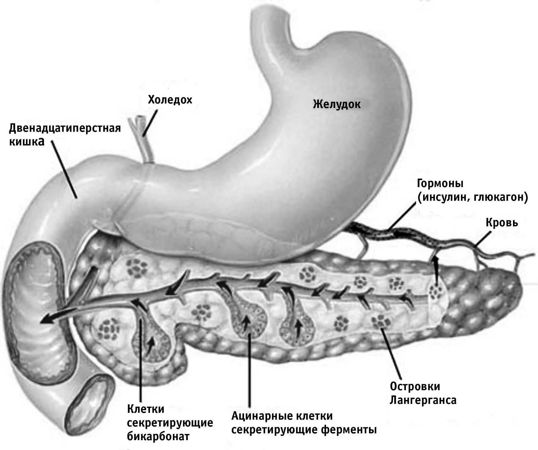 Поджелудочная железа схема расположения Н.М.Козлова хронический панкреатит