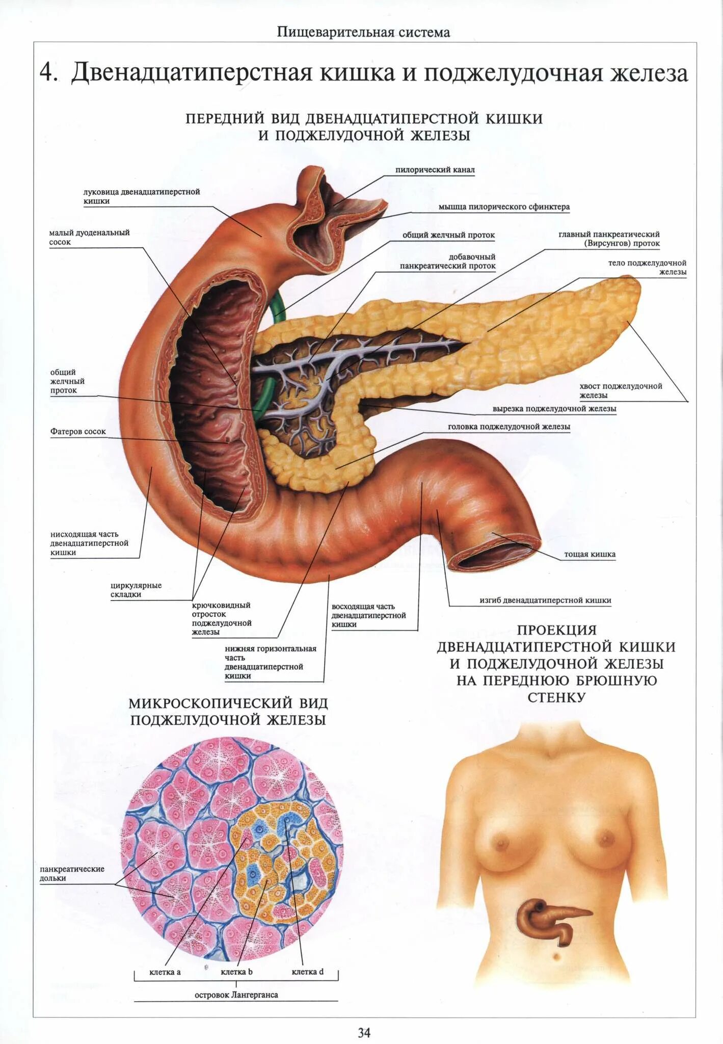 Поджелудочная железа схема расположения Показать где у человека поджелудочная железа: найдено 90 картинок