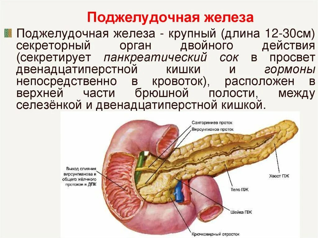 Поджелудочная железа симптомы и лечение фото Болезнь поджелудочной железы симптомы и лечение диета: найдено 85 изображений