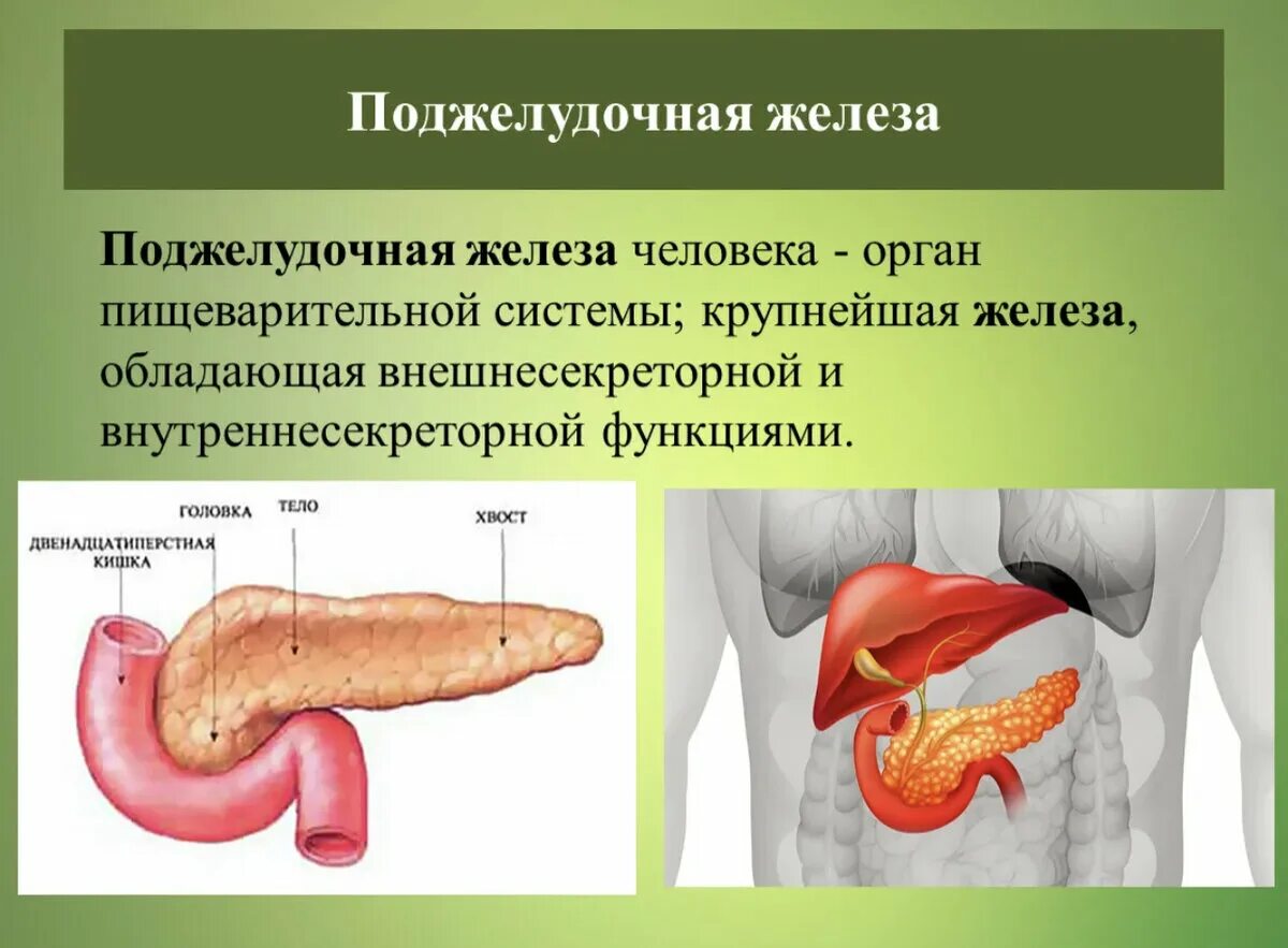 Поджелудочная железа симптомы и лечение фото 6 напитков, которые разрушают поджелудочную железу: marena99 - ЖЖ