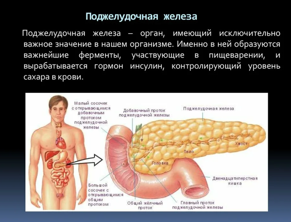 Поджелудочная железа симптомы и лечение фото Поджелудочная железа симптомы боли