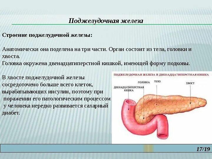 Поджелудочная железа строение фото Поджелудочная особенности строения