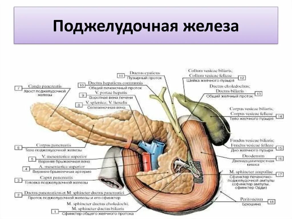 Поджелудочная железа строение фото Картинки ЧТО РЕГУЛИРУЕТ ПОДЖЕЛУДОЧНАЯ ЖЕЛЕЗА