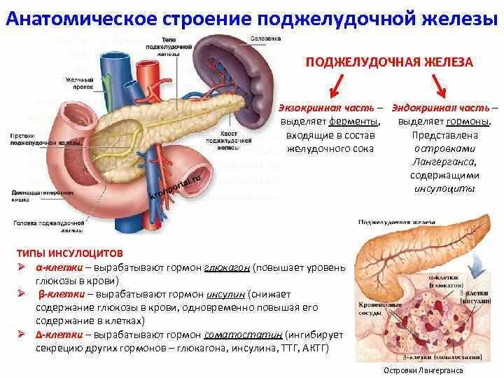 Поджелудочная железа строение фото Структура поджелудочной железы неоднородная повышенной эхогенности - найдено 82 